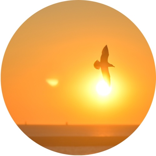 Vogel bij zonsondergang - Muurcirkel