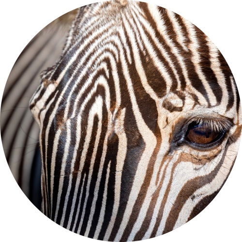 Zebra - Muurcirkel