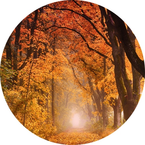 Bos in de herfst - Muurcirkel