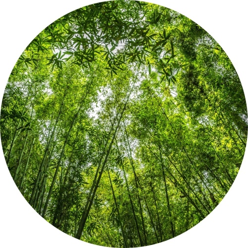 Groen bos - Muurcirkel