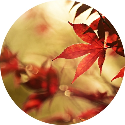 Herfstblad - Muurcirkel