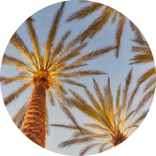 Palmbomen - Muurcirkel