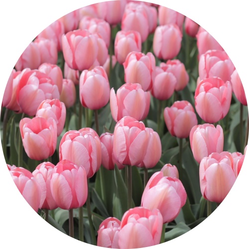 Tulips - Muurcirkel