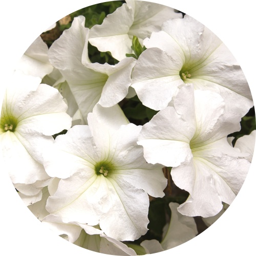 Witte Petunia - Muurcirkel