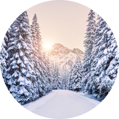Besneeuwde dennenbomen - muurcirkel