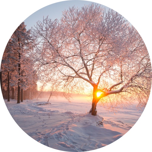 Winters bos - muurcirkel
