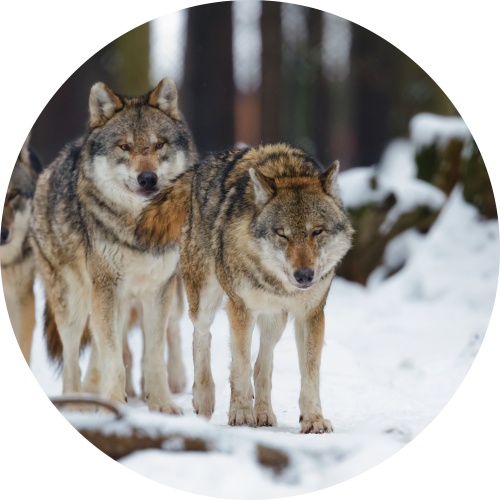 Wolven in de sneeuw - muurcirkel