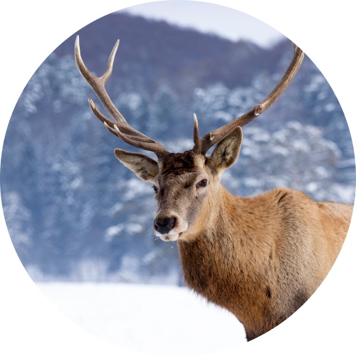Edelhert met winterachtergrond - muurcirkel