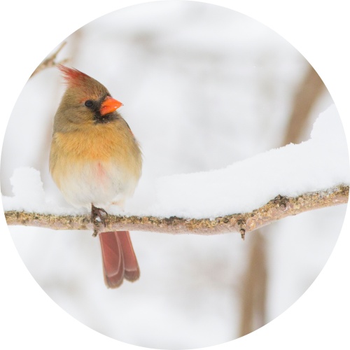 Kardinaal in de sneeuw - muurcirkel