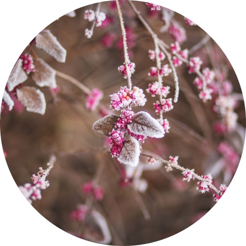 Roze winterbloemen - muurcirkel