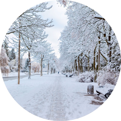 Takken met sneeuw - muurcirkel