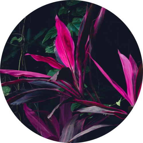 Colorful jungle - Muurcirkel