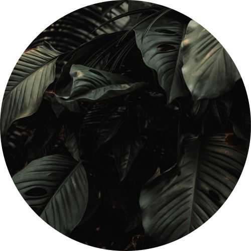 Dark jungle - Muurcirkel