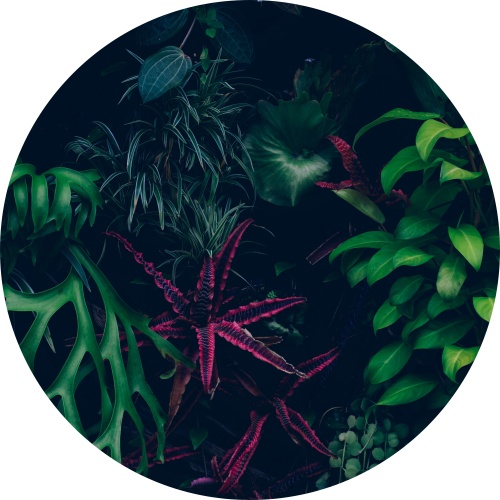 Mysterious jungle - Muurcirkel