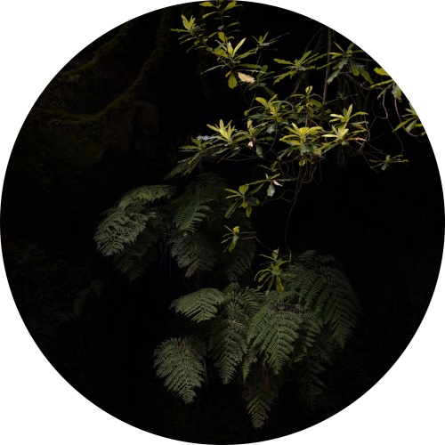 Jungle adventure - Muurcirkel