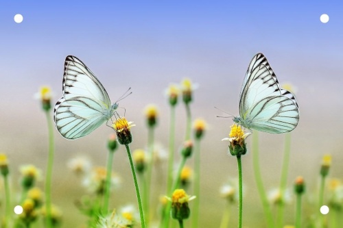 Blauwe vlinders - Tuinposter 