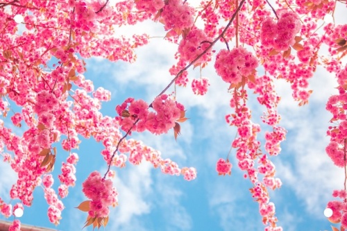 Roze bloemen - Tuinposter