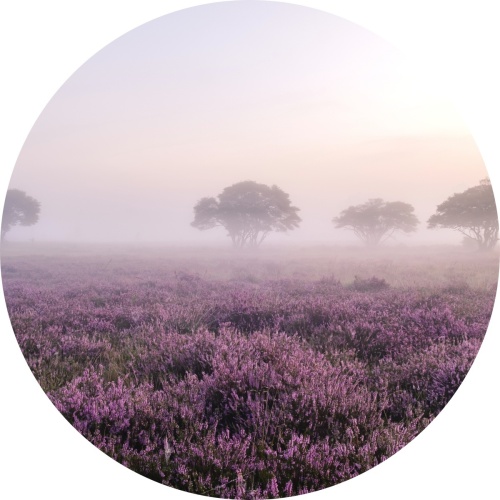 Lavendelheide - 50 cm Dibond 