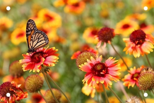 Oranje bloemen en vlinders- 90 x 60 cm Tuinposter 